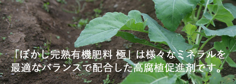 「ぼかし完熟有機肥料 極」は様々なミネラルを
最適なバランスで配合した高腐植促進剤です。